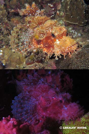 scorpion en plongée de nuit fluo à Nosy Be